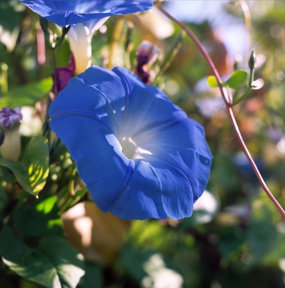 Garden in late Fall.jpg